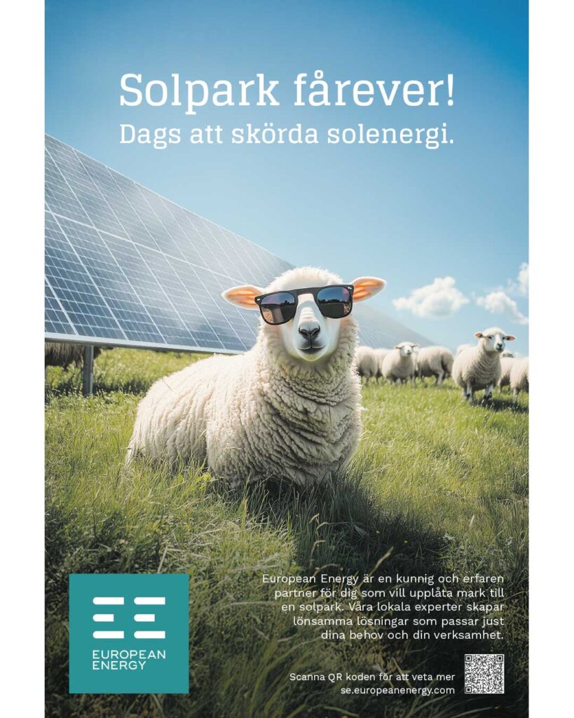 Solpark fårever, en kampanj för European Energy